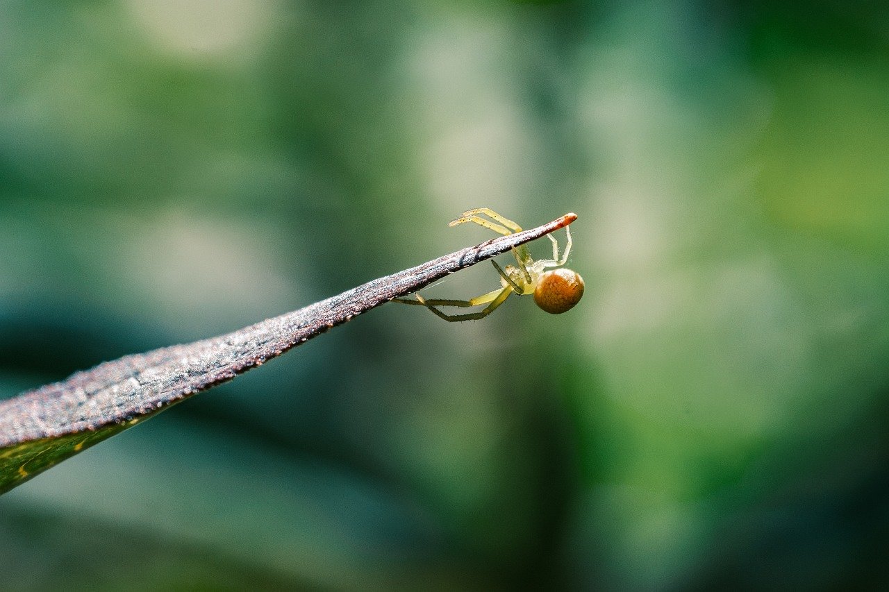 Evolutionary Thought and Philosophy - An Analysis